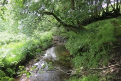 13. Flowing through Exe Cleave upstream from Warren Bridge (1)