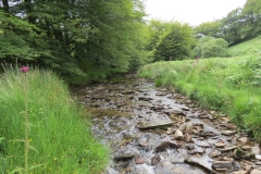 13. Flowing through Exe Cleave upstream from Warren Bridge (13)
