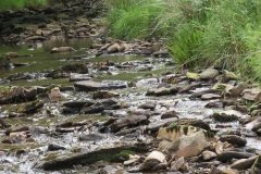 13. Flowing through Exe Cleave upstream from Warren Bridge (14)