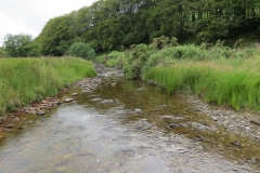 15. Flowing beneath Ware Ball upstream from Westermill (1)
