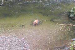 14. Enjoying a swim near Myrtleberry