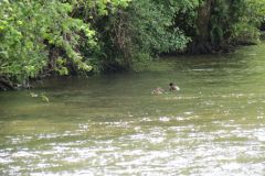 Between-Stuckeridge-and-Chain-Bridge-4