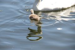 Near-Bridge-Street-Bridge-Tiverton-1