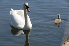 Near-Bridge-Street-Bridge-Tiverton-10