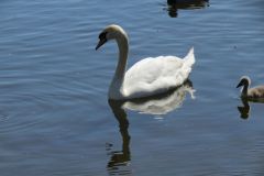 Near-Bridge-Street-Bridge-Tiverton-11