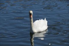 Near-Bridge-Street-Bridge-Tiverton-3