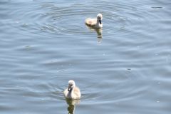 Near-Bridge-Street-Bridge-Tiverton-4