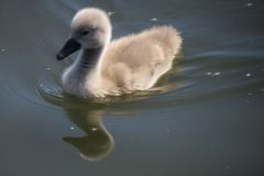 Near-Bridge-Street-Bridge-Tiverton-7