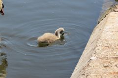Near-Bridge-Street-Bridge-Tiverton-9