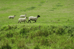 40.-Sheep-Downstream-of-West-Lydford-bridge