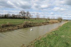 Swan-on-the-Westport-Canal-1