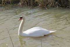 Swan-on-the-Westport-Canal-2