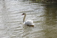 Swan-on-the-Westport-Canal-3