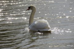 Swan-on-the-Westport-Canal-4