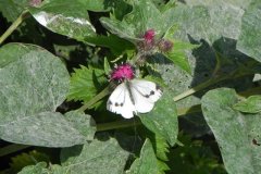 Female-Large-White-Butterfly-by-Whitelake-River