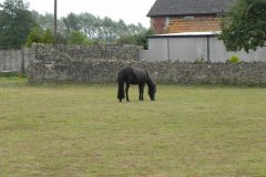 Pony-at-Pylle