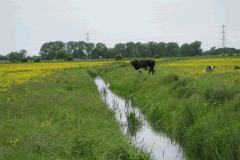 1.-Drainage-Rhine-between-River-Brue-and-Whites-River-looking