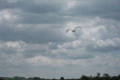 13.-Swans-Upstream-from-Whites-River-Bridge-A