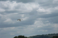 14.-Swans-Upstream-from-Whites-River-Bridge-A-1