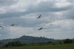 14.-Swans-Upstream-from-Whites-River-Bridge-A-2