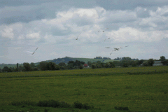 14.-Swans-Upstream-from-Whites-River-Bridge-A-3