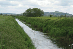 15.-Swans-Upstream-from-Whites-River-Bridge-A