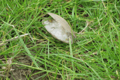 18.-River-Mussel-shell-Upstream-from-Whites-River-Bridge-A