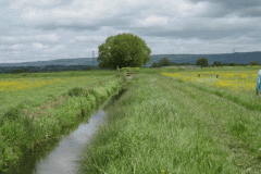 2.-Drainage-Rhine-between-River-Brue-and-Whites-River-looking