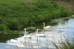 39.-Downstream-from-Whites-River-Bridge-B