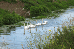 40.-Downstream-from-Whites-River-Bridge-B