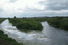 43.-Looking-upstream-from-join-with-River-Brue