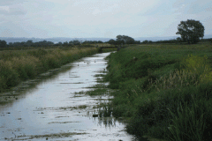 44.-Looking-upstream-from-join-with-River-Brue