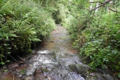 7. Downstream from ROW Bridge 4641  (13)
