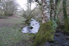 11. Downstream from ROW Bridge  (5)