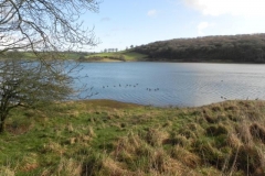 11. Geese on Wimbleball Lake