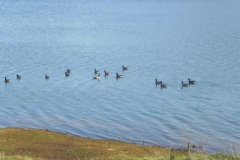 12. Geese on Wimbleball Lake