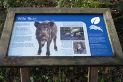 13. Wild Boar Wimbleball Lake