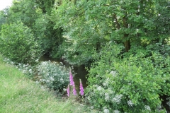 6. Downstream from Exe Footbridge (2)