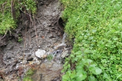5. Source near Withiel Hill